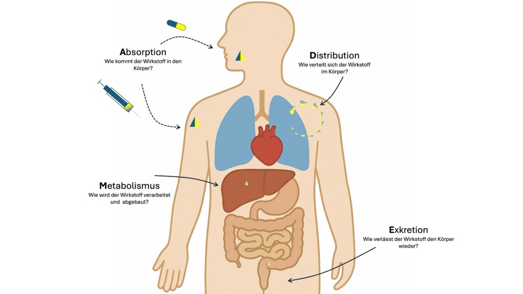 ADME Schaubild zur Pharmakokinetik: Absorption, Distribution, Metabolismus und Exkretion mit vereinfachtem Körperumriss