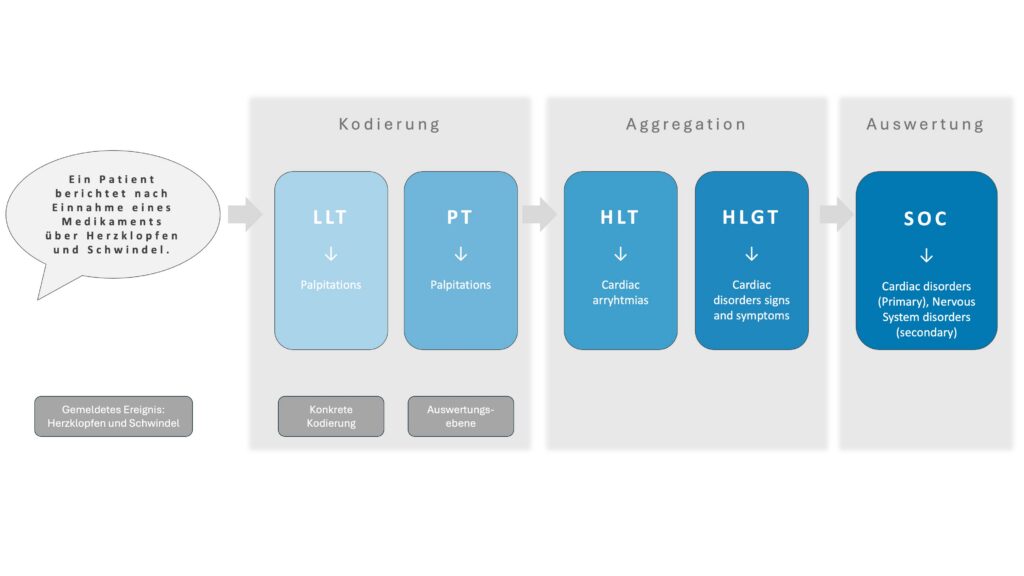Schematische Darstellung des MedDRA-Prozesses von der freien Ereignismeldung über Kodierung mit Lowest Level Term und Preferred Term, Aggregation über High Level Term und High Level Group Term bis zur Einordnung in primäre und sekundäre System Organ Classes am Beispiel von Palpitations.